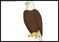 how to draw a Bald Eagle