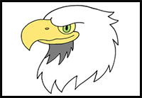 How to Draw a Bald Eagle for Kids