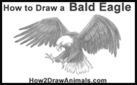 How to Draw a Bald Eagle (Flying/Hunting)