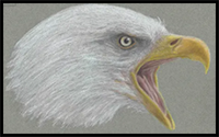 Special Bald Eagle Drawing