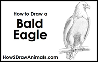 How to Draw an Eagle (Bald)