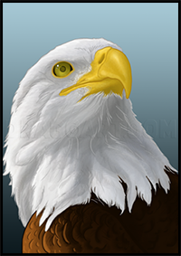 How to Draw Eagles, Draw Bald Eagles