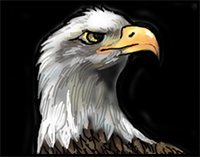 How to Draw a Bald Eagle