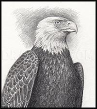 How to Sketch a Bald Eagle
