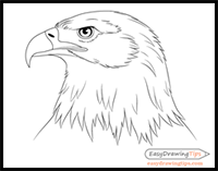 How to draw a Bald Eagle | Step by step Drawing tutorials