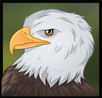 How to Draw an Eagle Head