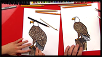 How to Draw a Realistic Bald Eagle