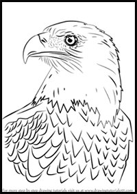 All More 7 How To Draw A Bald Eagle Head Step By Step Advanced Guide