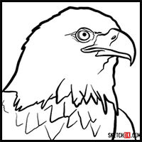 How to draw Bald Eagle's head