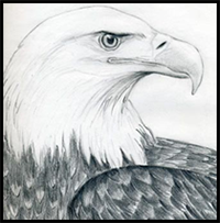 How to Draw an Eagle  A Majestic Bald Eagle Drawing