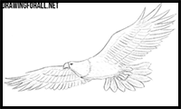 How to Draw American Eagles (Bald) : Drawing Tutorials & Drawing & How