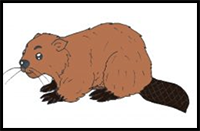 Beaver Drawing Easy for Beginners