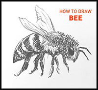 How to Draw a Bee