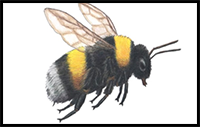 How to Draw a Bee: 10 Easy Drawing Projects
