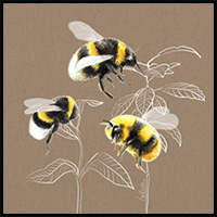 Draw a Bee with Watercolours