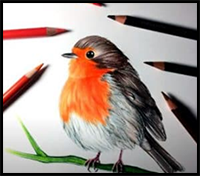 How to Draw a Robin Bird Step by Step