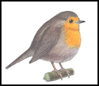 How to Draw a Robin (European) Bird