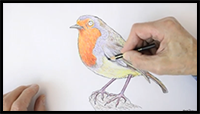 How to Draw a Robin