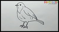 How to Draw Robin Bird Easy