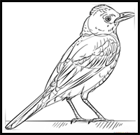 How to Draw a Robin Bird