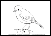 Drawing a Bird / Robin with Simple Shapes for Preschoolers