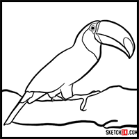 How to Draw a Toucan | Birds