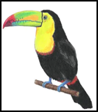 How to Draw a Toucan (Keel-Billed)