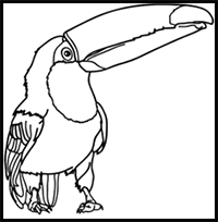 How to Draw a Realistic Toucan