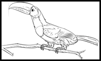How to Draw a Keel Billed Toucan