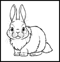 How to Draw Bunny Rabbits