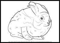 How to Draw an Angora Rabbit