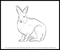 How to Draw an Arctic Hare