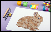 How to Draw a Bunny – An Easy Method for Drawing a Rabbit