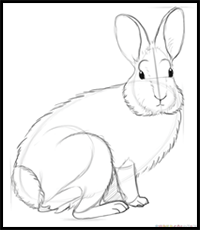 How to Draw a Nuttall's Cottontail
