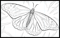 How to Draw a Monarch Butterfly