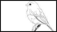 How to Draw a Canary