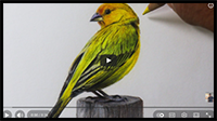 How to Draw a Canary \ Narrated