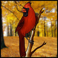 How to Draw a Cardinal