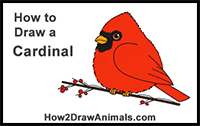 How to Draw a Cardinal (Cartoon)