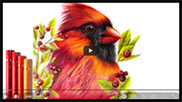 How to Draw a Cardinal with Colored Pencils