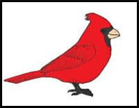 How to Draw a Cardinal Bird Step by Step