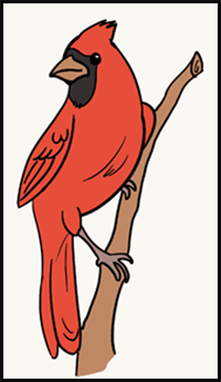 How to Draw a Cardinal Bird