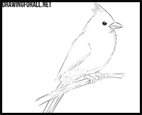 How to Draw a Northern Cardinal