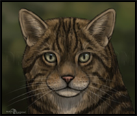 How to Draw Wild Cats