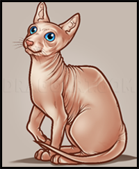 How to Draw a Sphynx Cat