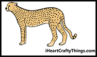 how to draw a cheetah in 9 steps