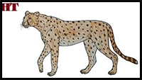 How to Draw a Cheetah Step by Step