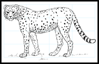How to Draw a Realistic Cheetah