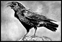 How to Draw a Realistic Crow, Draw Crows