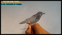 How to Draw Crow
